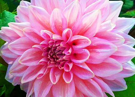 Dahlia ' INN'S GERRIE HOEK '  (M.D.)  National Dahlia Collection, Cornwall  (Mark Twyning)